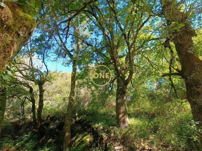 Terreno para Venda em Cibões e Brufe Foto 12
