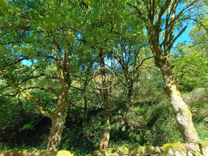 Terreno para Venda em Cibões e Brufe Foto 9