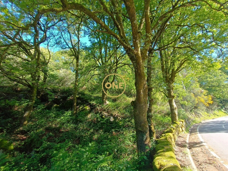 Terreno para Venda em Cibões e Brufe Foto 11