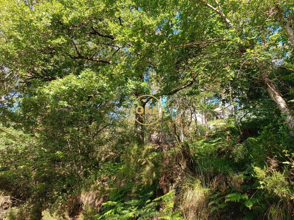 Terreno para Venda em Cibões e Brufe Foto 6