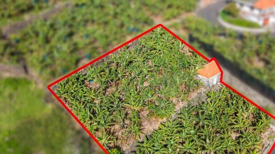 Terreno para Venda em Tabua