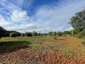 Terreno Agricola ou Rústico para Venda em Almoster