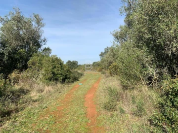 Terreno Agricola ou Rústico para Venda em Almoster