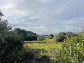 Terreno Agricola ou Rústico para Venda em Almoster