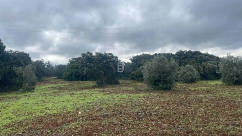Terreno Agricola ou Rústico para Venda em Almoster