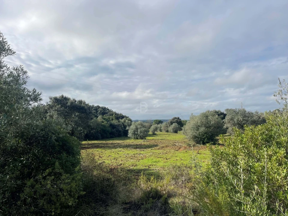 Terreno Agricola ou Rústico para Venda em Almoster Foto 18
