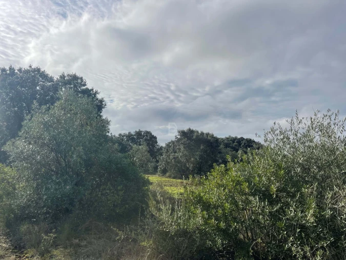 Terreno Agricola ou Rústico para Venda em Almoster Foto 17