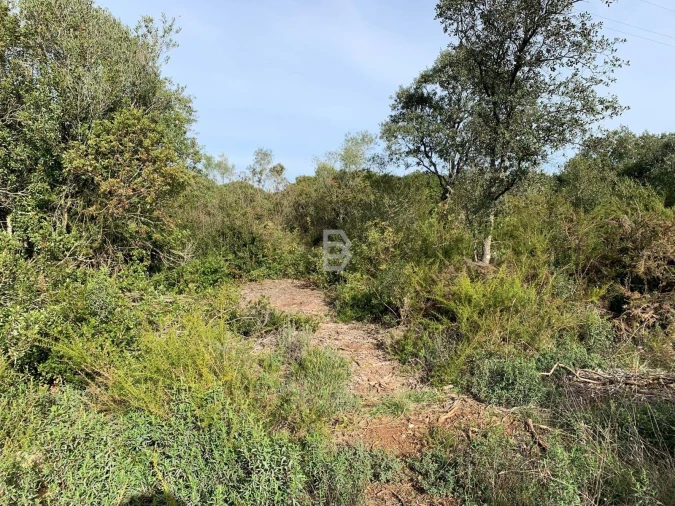 Terreno Agricola ou Rústico para Venda em Almoster Foto 5