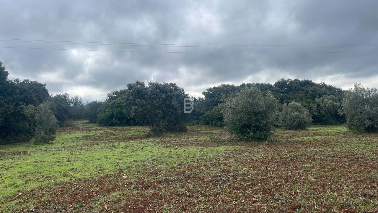 Terreno Agricola ou Rústico para Venda em Almoster Foto 2