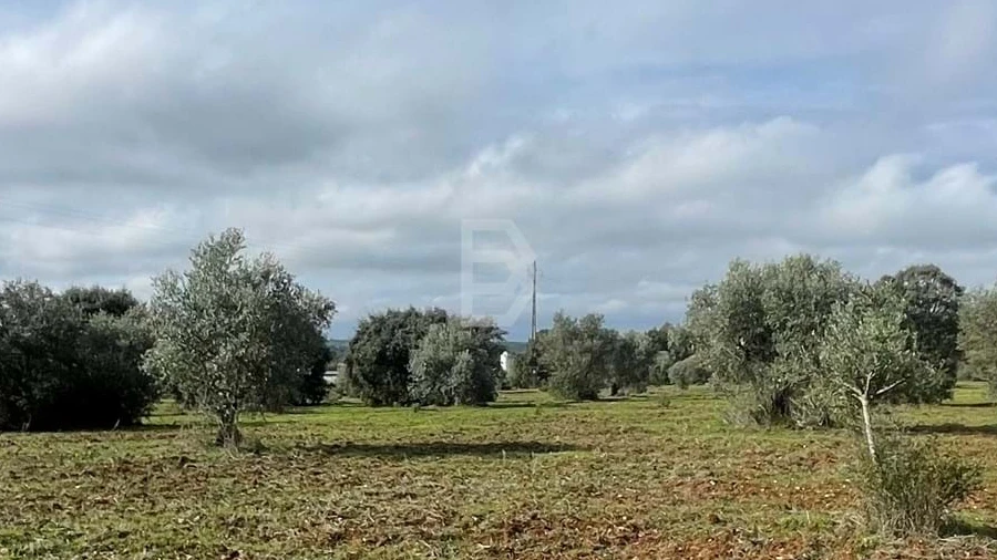 Terreno Agricola ou Rústico para Venda em Almoster