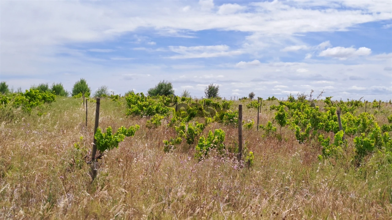 Terreno Agricola ou Rústico para Venda em Selmes Foto 5