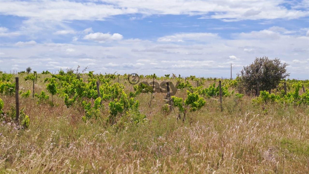 Terreno Agricola ou Rústico para Venda em Selmes Foto 6