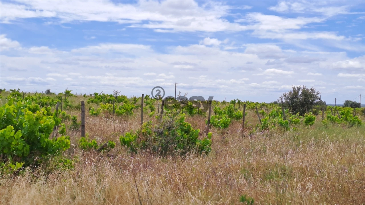 Terreno Agricola ou Rústico para Venda em Selmes Foto 3