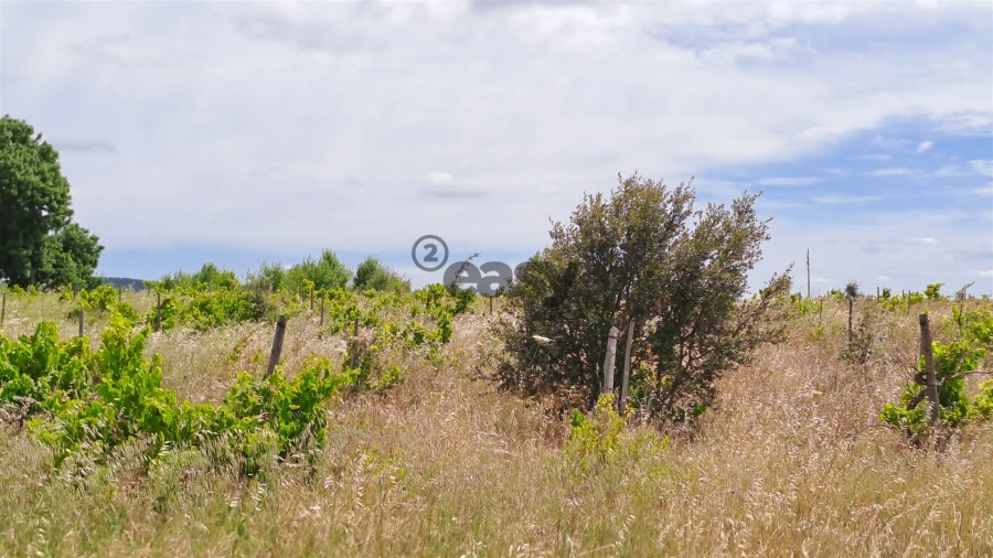 Terreno Agricola ou Rústico para Venda em Selmes Foto 8