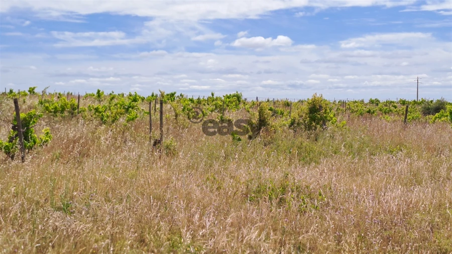 Terreno Agricola ou Rústico para Venda em Selmes Foto 7