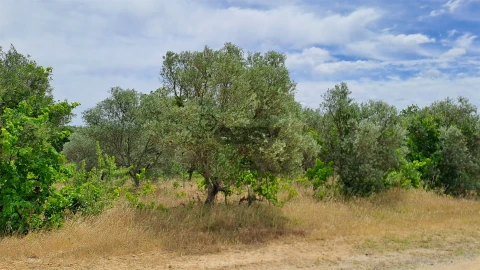 Terreno Agricola ou Rústico para Venda em Vila de Frades