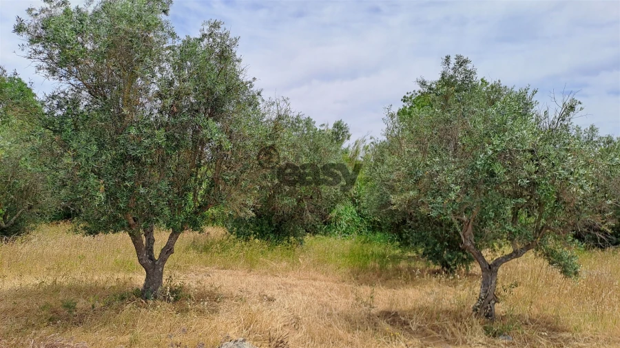 Terreno Agricola ou Rústico para Venda em Vila de Frades Foto 7