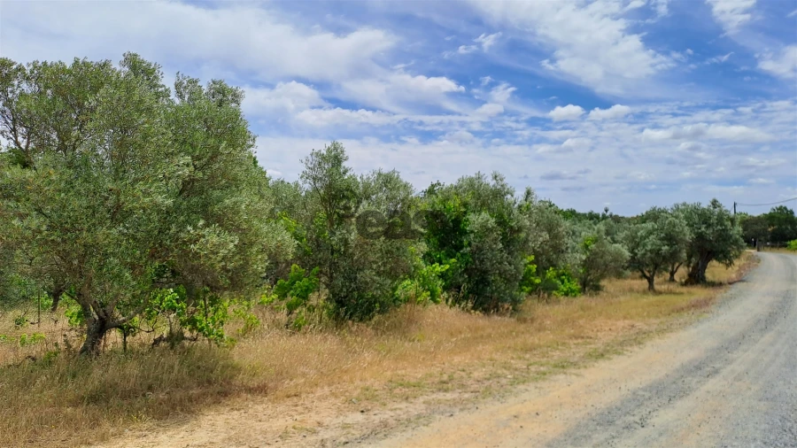 Terreno Agricola ou Rústico para Venda em Vila de Frades Foto 4
