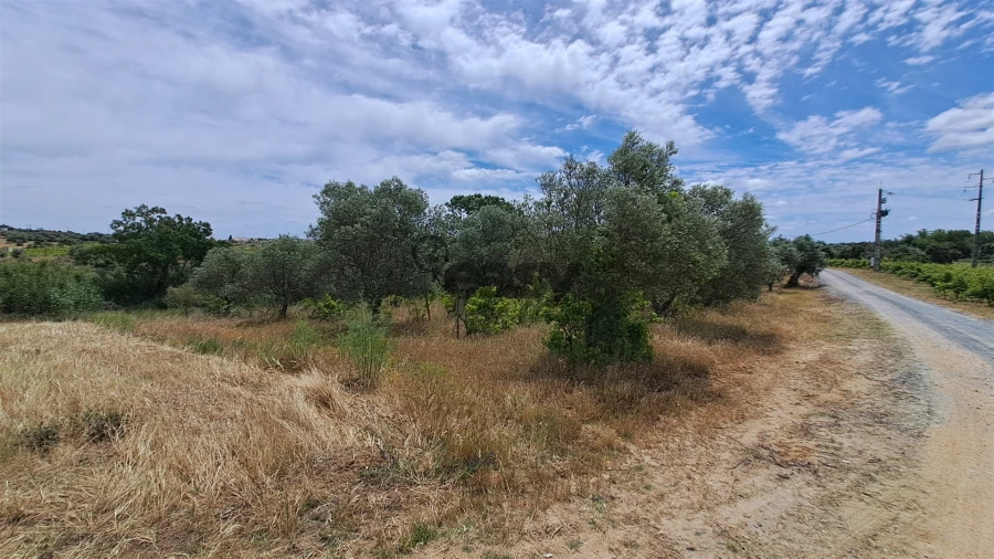 Terreno Agricola ou Rústico para Venda em Vila de Frades Foto 2