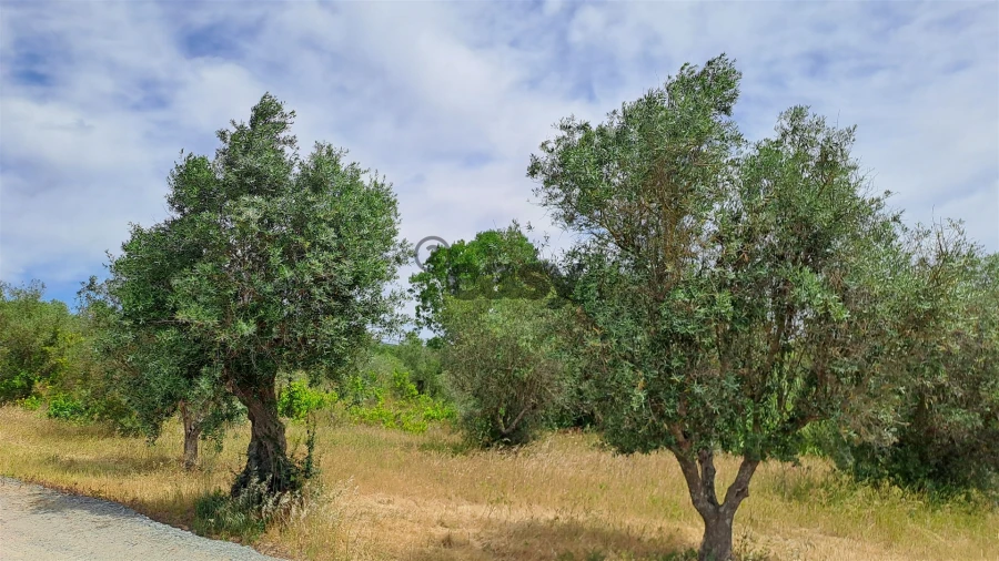 Terreno Agricola ou Rústico para Venda em Vila de Frades Foto 8
