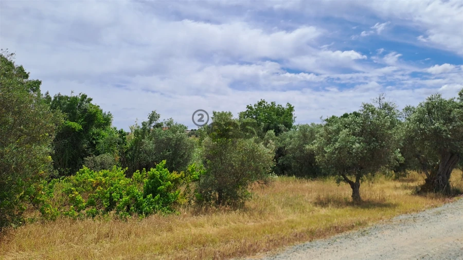 Terreno Agricola ou Rústico para Venda em Vila de Frades Foto 6