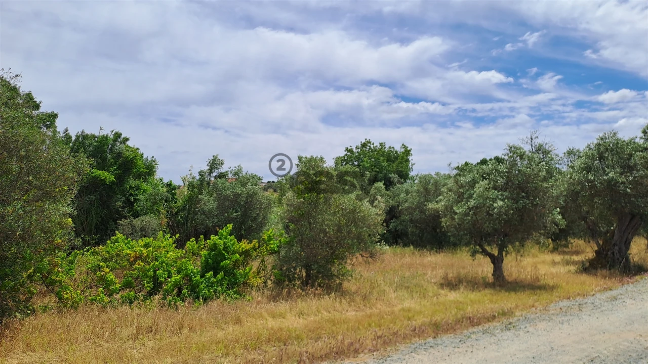 Terreno Agricola ou Rústico para Venda em Vila de Frades Foto 6