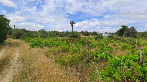 Terreno Agricola ou Rústico para Venda em Vidigueira