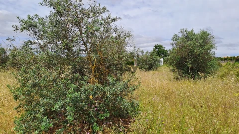 Terreno Agricola ou Rústico para Venda em Vidigueira