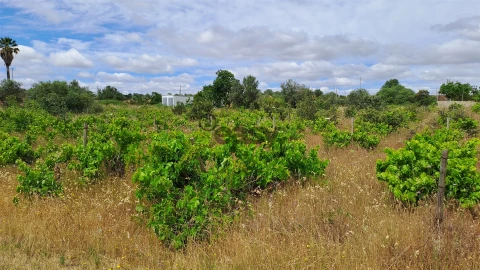 Terreno Agricola ou Rústico para Venda em Vidigueira
