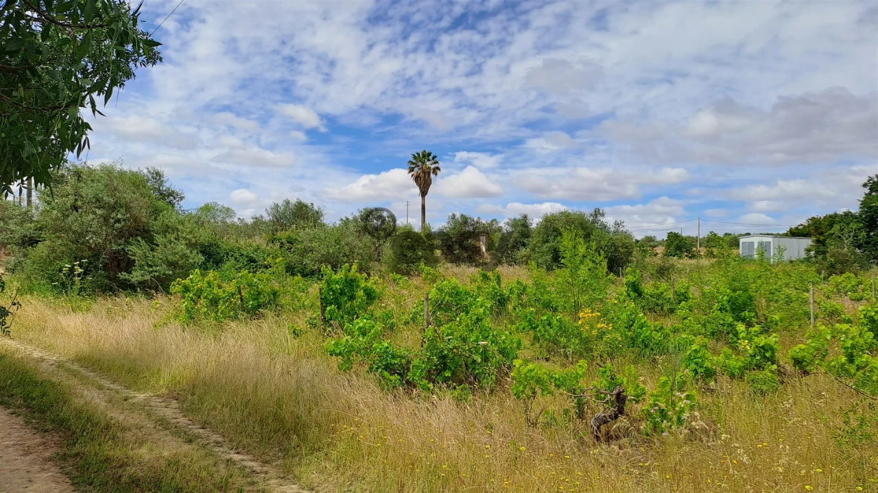 Terreno Agricola ou Rústico para Venda em Vidigueira Foto 5