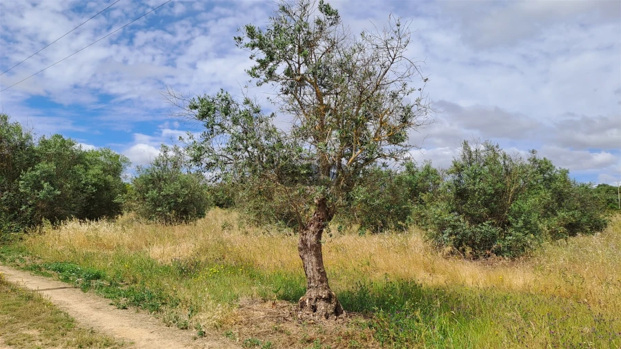 Terreno Agricola ou Rústico para Venda em Vidigueira Foto 9