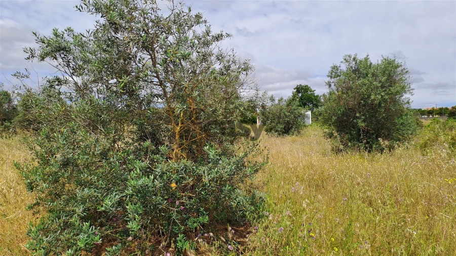 Terreno Agricola ou Rústico para Venda em Vidigueira Foto 7