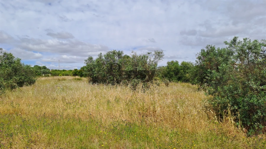 Terreno Agricola ou Rústico para Venda em Vidigueira Foto 8