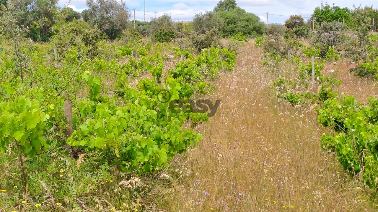Terreno Agricola ou Rústico para Venda em Vidigueira Foto 1