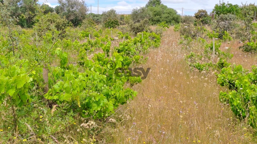 Terreno Agricola ou Rústico para Venda em Vidigueira
