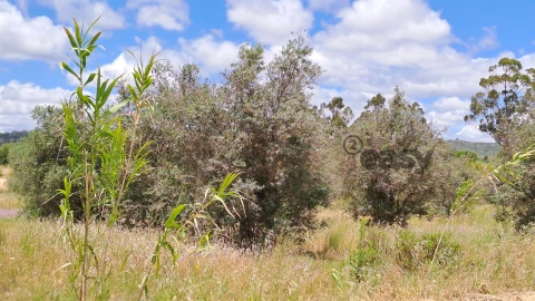 Terreno Agricola ou Rústico para Venda em Vidigueira