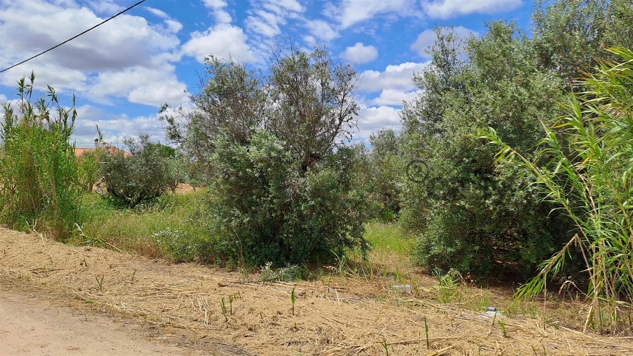 Terreno Agricola ou Rústico para Venda em Vidigueira Foto 8