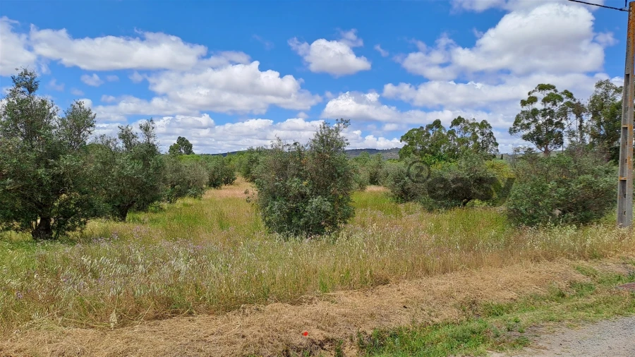 Terreno Agricola ou Rústico para Venda em Vidigueira Foto 5