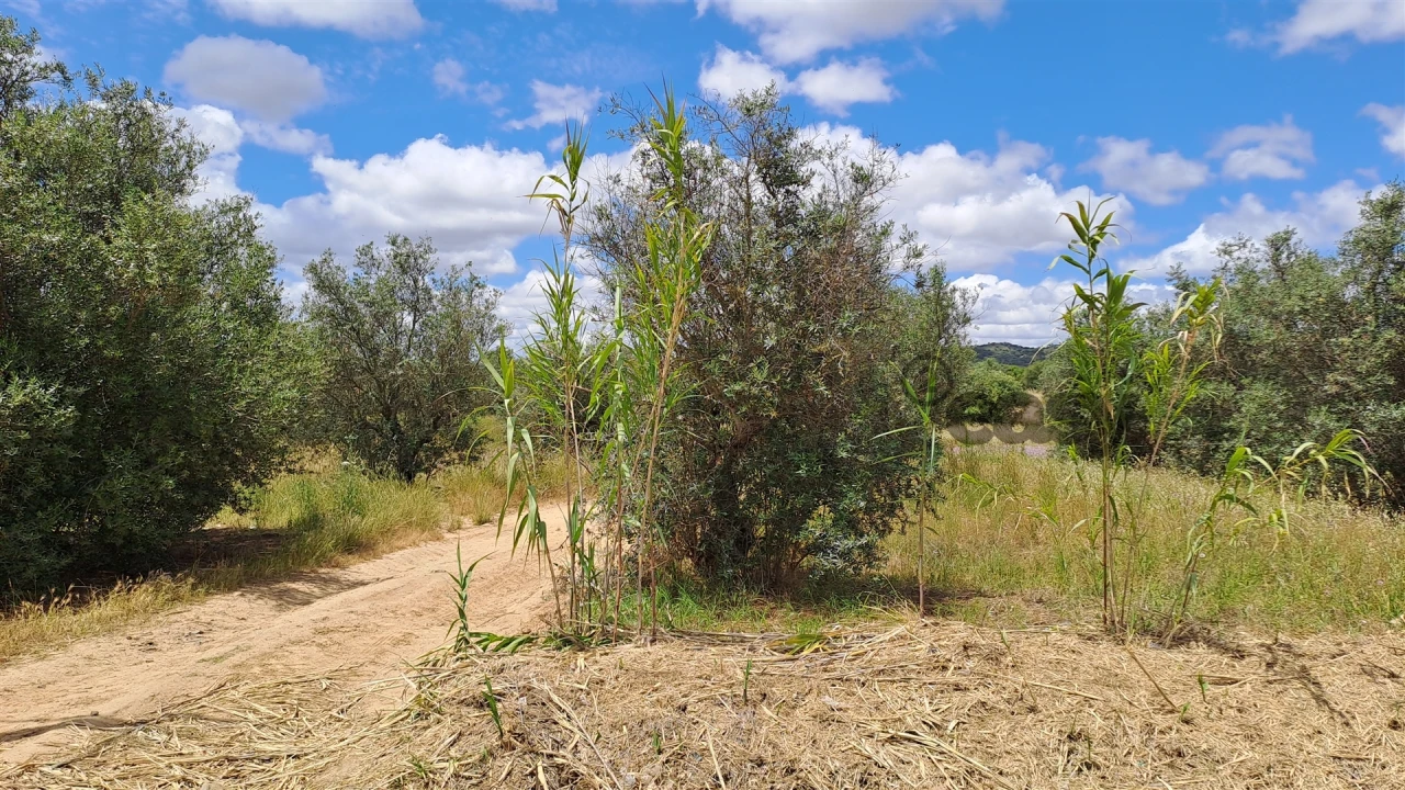 Terreno Agricola ou Rústico para Venda em Vidigueira Foto 9
