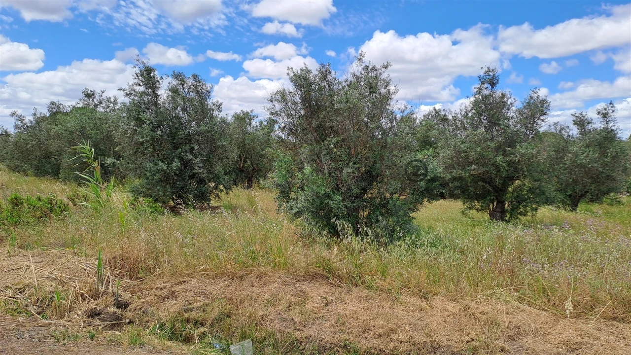 Terreno Agricola ou Rústico para Venda em Vidigueira Foto 7