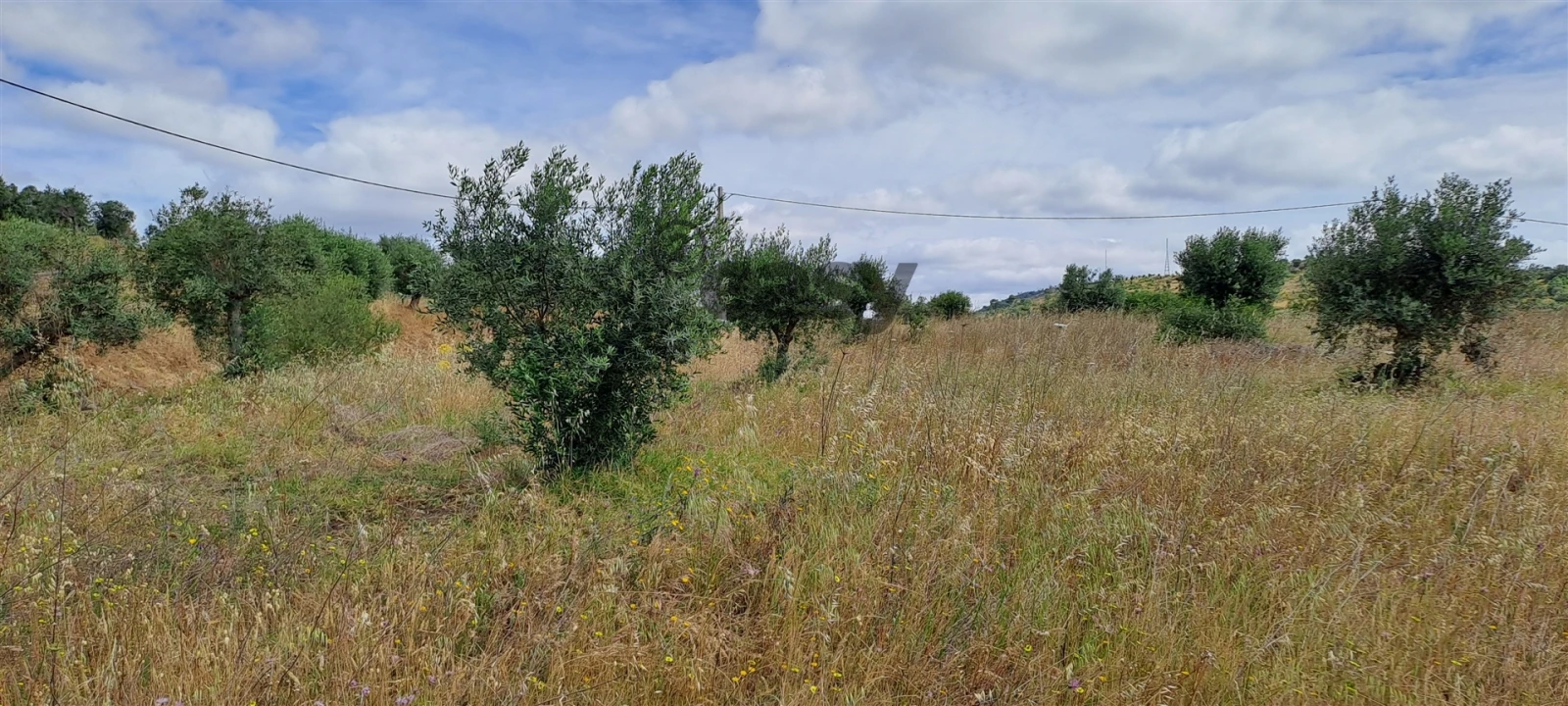 Terreno Agricola ou Rústico para Venda em Vidigueira Foto 4