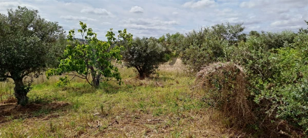 Terreno Agricola ou Rústico para Venda em Vidigueira