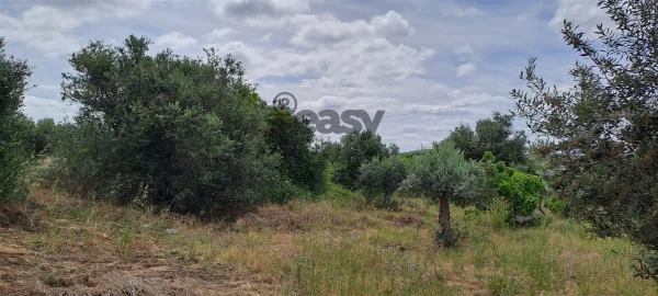 Terreno Agricola ou Rústico para Venda em Vidigueira