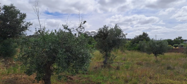 Terreno Agricola ou Rústico para Venda em Vidigueira