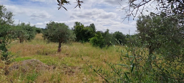 Terreno Agricola ou Rústico para Venda em Vidigueira