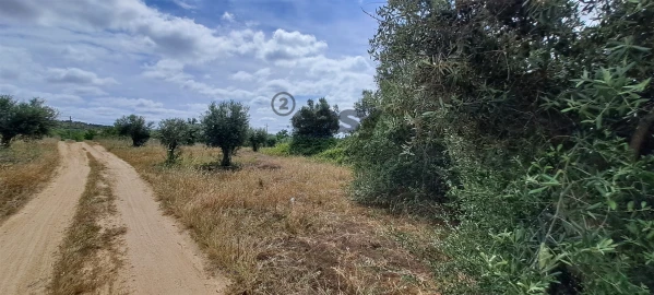 Terreno Agricola ou Rústico para Venda em Vidigueira