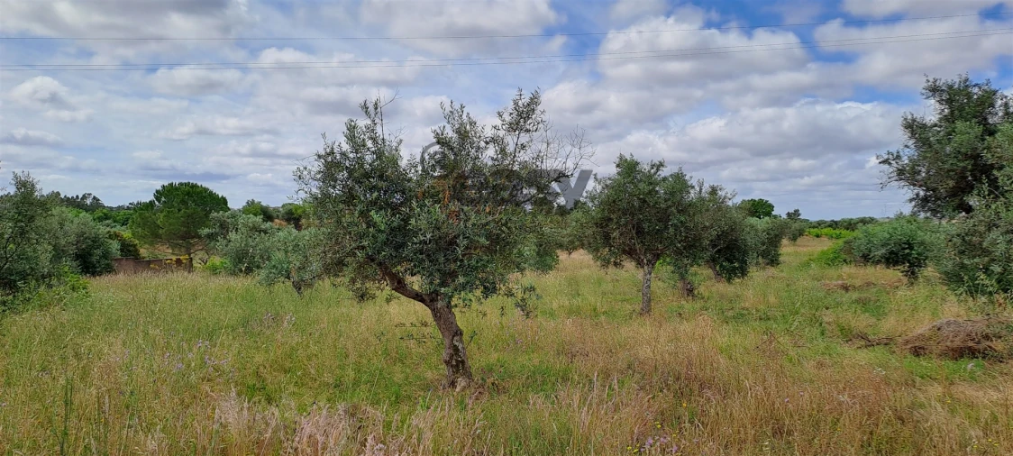 Terreno Agricola ou Rústico para Venda em Vidigueira Foto 6