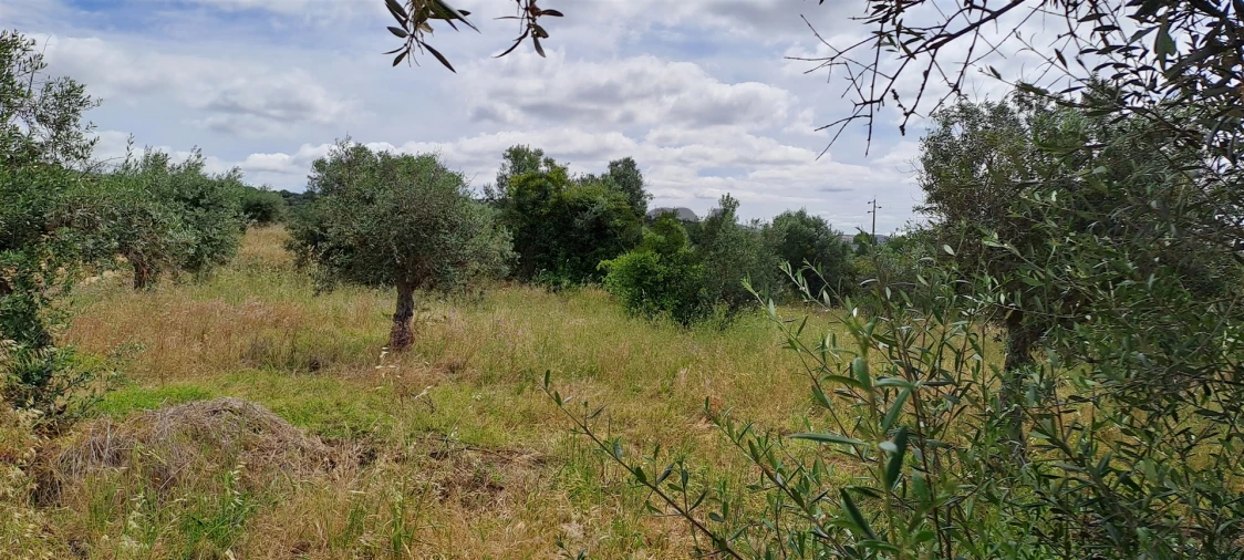 Terreno Agricola ou Rústico para Venda em Vidigueira Foto 10