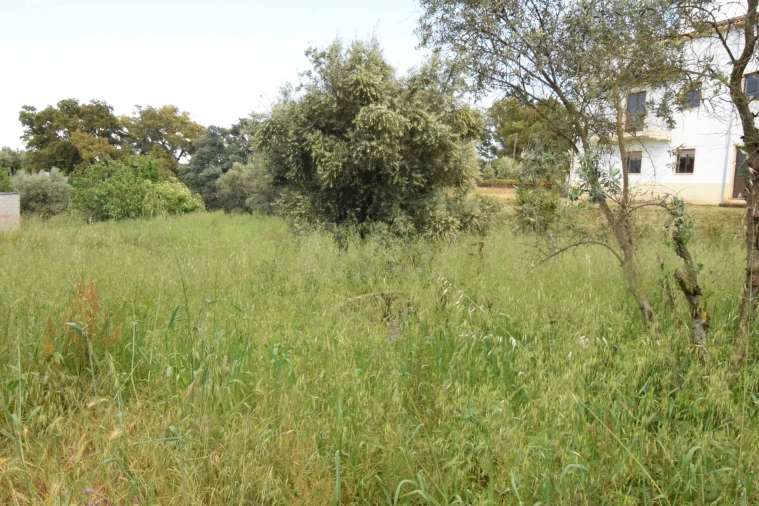 Terreno Agricola ou Rústico para Venda em Dominguizo Foto 11