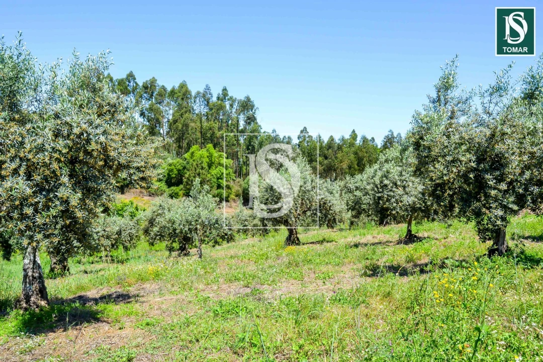 Moradia T3 para Venda em Serra e Junceira Foto 17